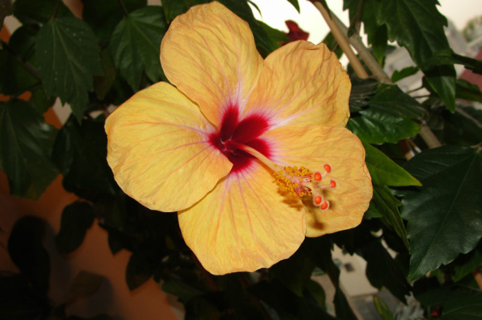 no name - B-hibiscus-2012 3