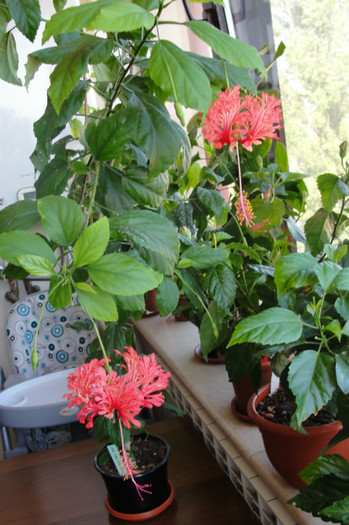hibiscus Schizopetalus - B-hibiscus-2012 3
