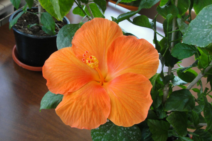  - B-hibiscus-2012 3