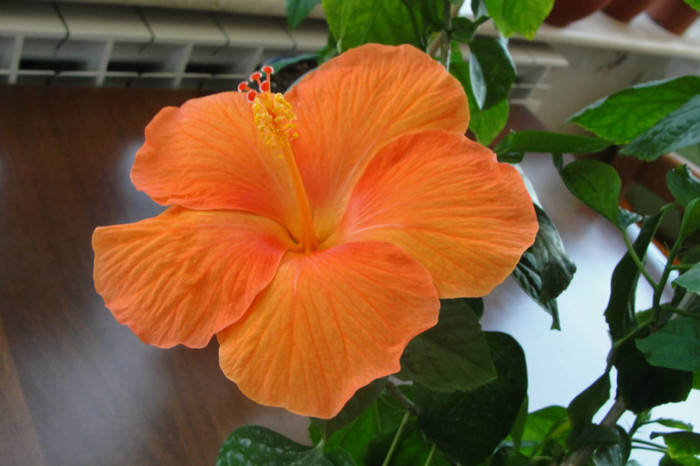 22.08.12 - B-hibiscus-2012 3