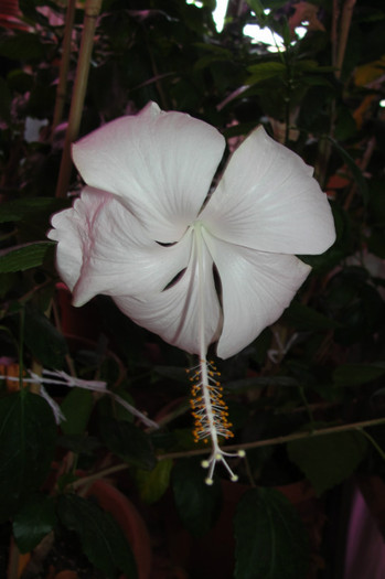 hibiscus Dainty White - B-hibiscus-2012 3