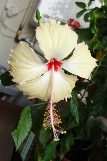 hibiscus Fort de France - B-hibiscus-2012 3