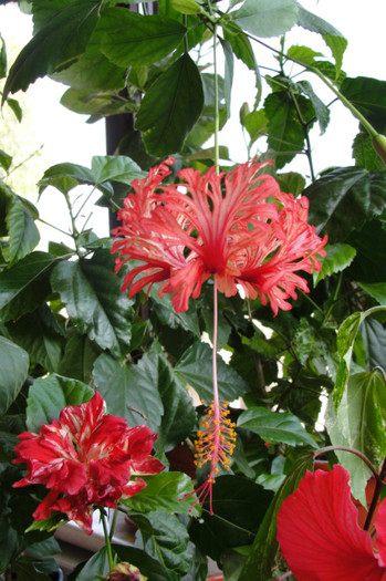 hibiscus Schizopetalus - B-hibiscus-2012 3