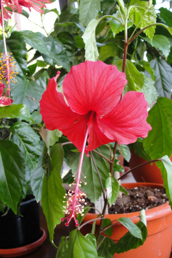 hibiscus Surinam - B-hibiscus-2012 3