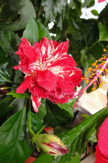 hibiscus Baptistii - B-hibiscus-2012 3