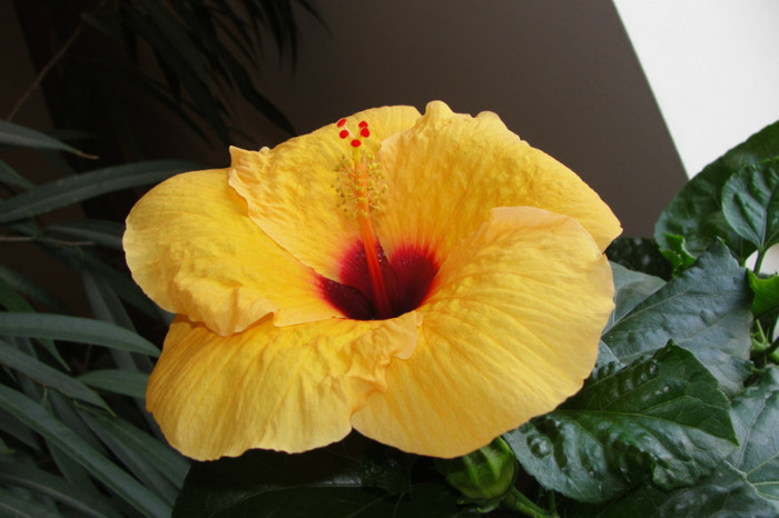 hibiscus Columbine - B-hibiscus-2012 3