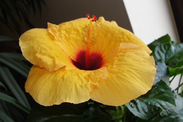 25.08.12 - B-hibiscus-2012 3