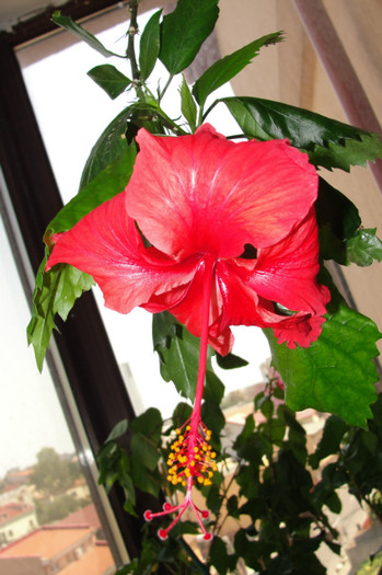 hibiscus Rouge Tropique ? - B-hibiscus-2012 3