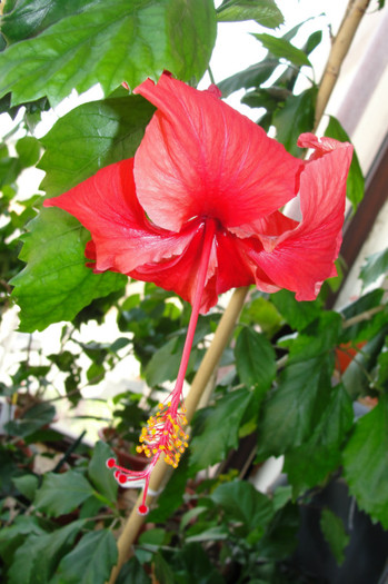  - B-hibiscus-2012 3