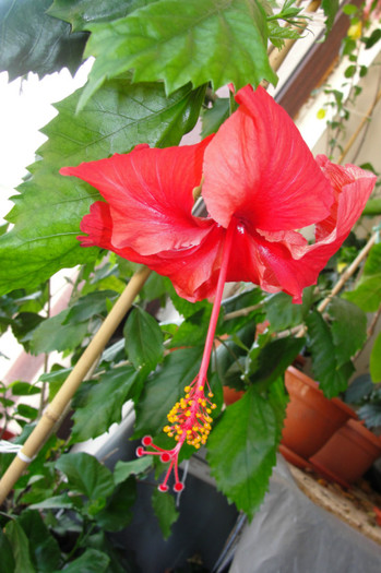 25.08.12 - B-hibiscus-2012 3