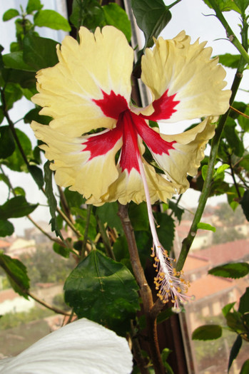 - B-hibiscus-2012 3