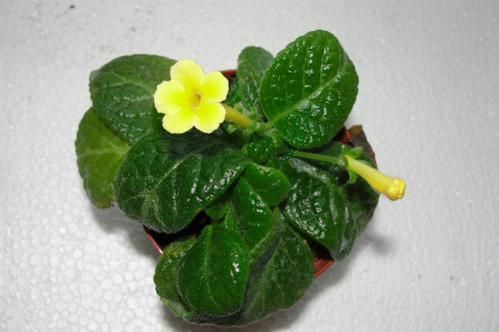 Jim's Daphnes Choise