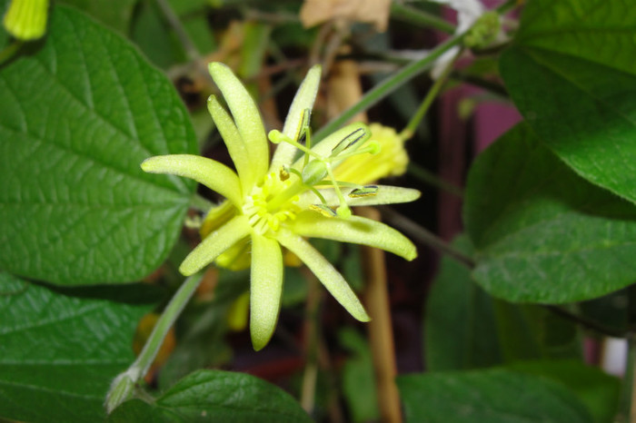  - B-alte plante cu flori