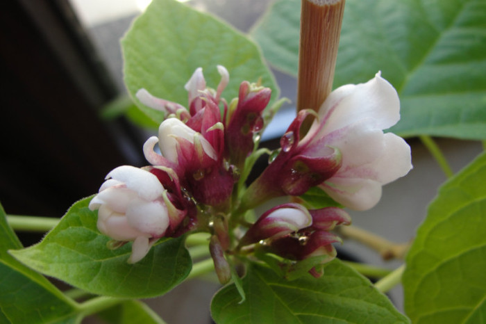 Philipinum - B-clerodendroni