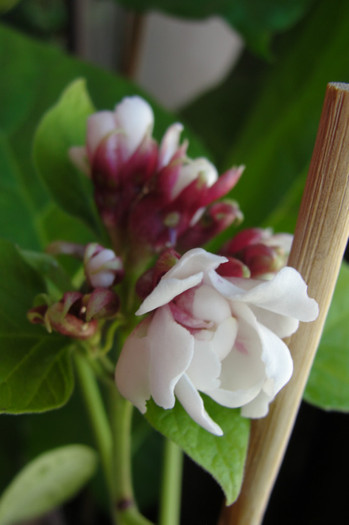  - B-clerodendroni