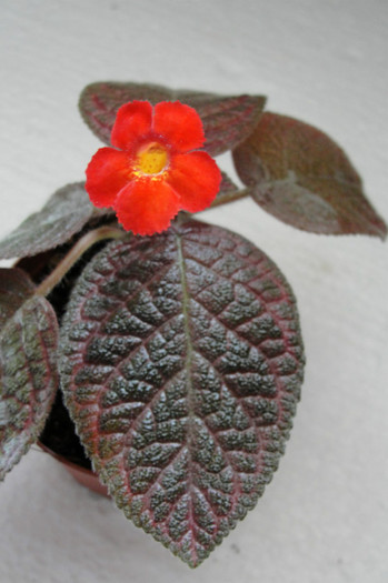  - B-Episcia