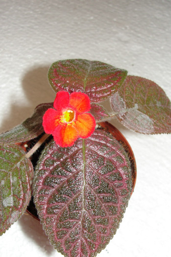  - B-Episcia