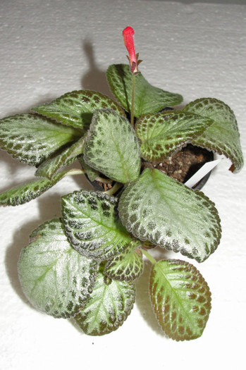 Litle Prince - B-Episcia