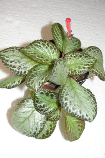  - B-Episcia