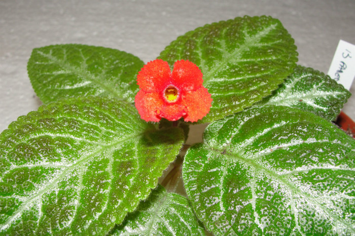  - B-Episcia