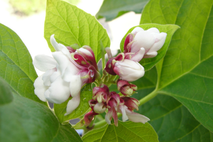  - B-clerodendroni