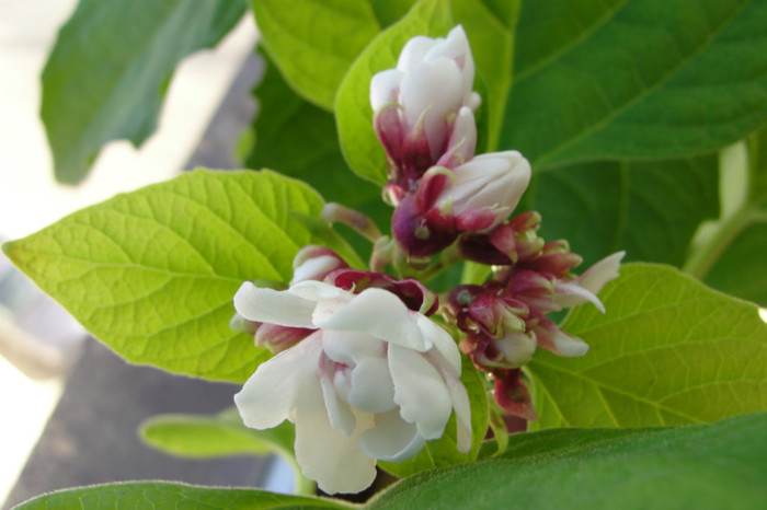  - B-clerodendroni