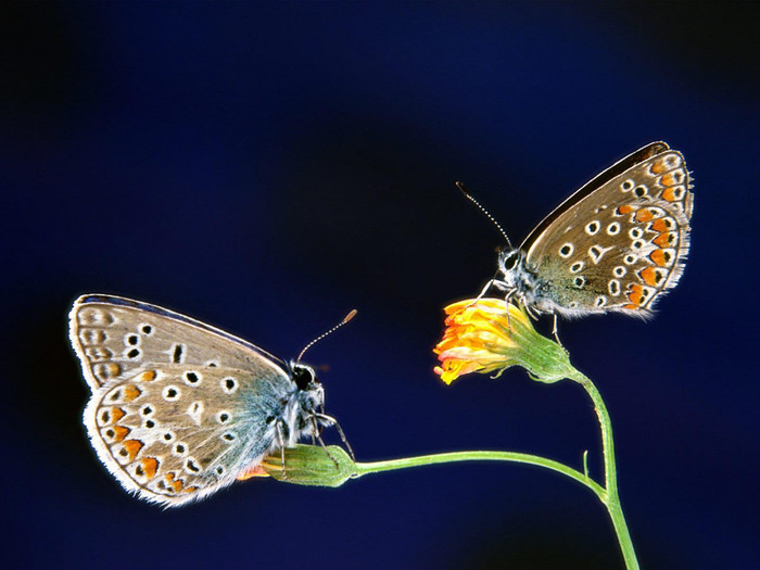 Butterflys - flori