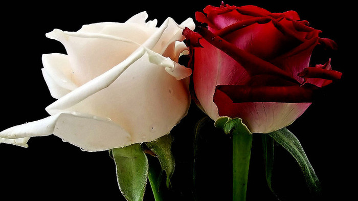 poze-cu-flori-frumoase-wallpaper-flori-superbe-imagini-flori-desktop-sau-avatar-trandafir-alb-rosu - flori