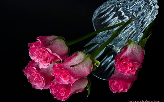 trandafiri_roz - flori