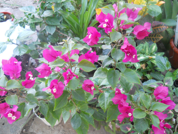 DSCN3327