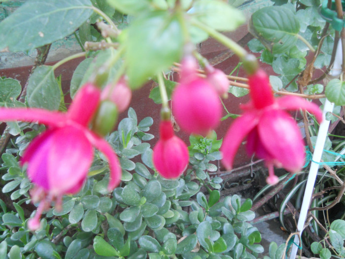 DSCN3337