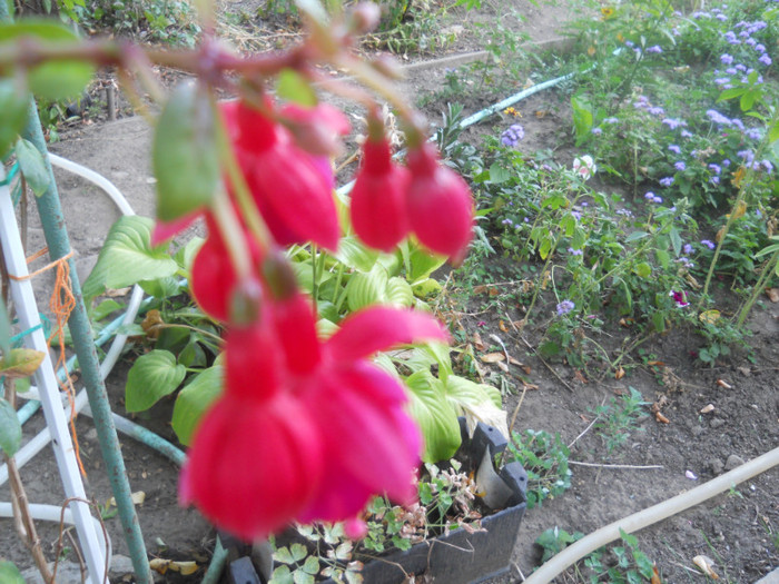 DSCN3338
