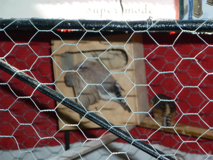 P1090227 - Zebre Australiene