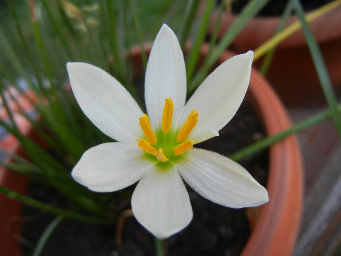 White Rain Lily (2012, September 08)