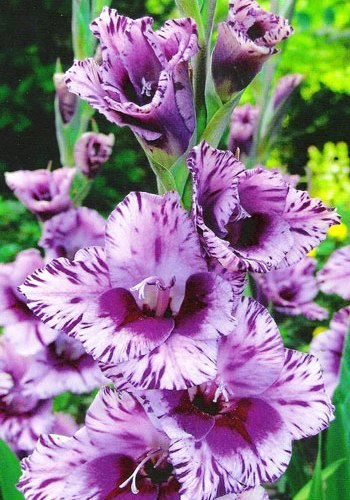 Plantarea-gladiolelor-in-gradina