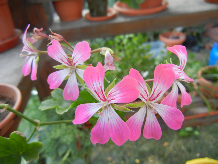 Ivy geranium Bicolor (2012, Sep.06) - Ivy-geranium Bicolor