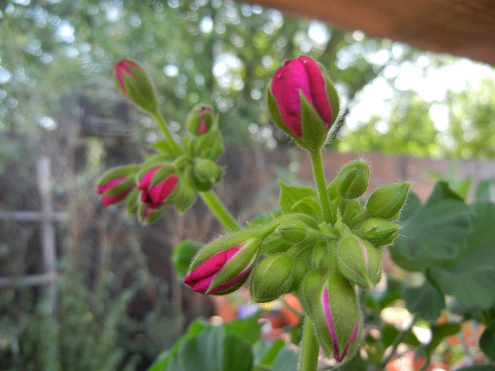 Bright Odette Geranium (2012, Sep.08) - Geranium Bright Odette