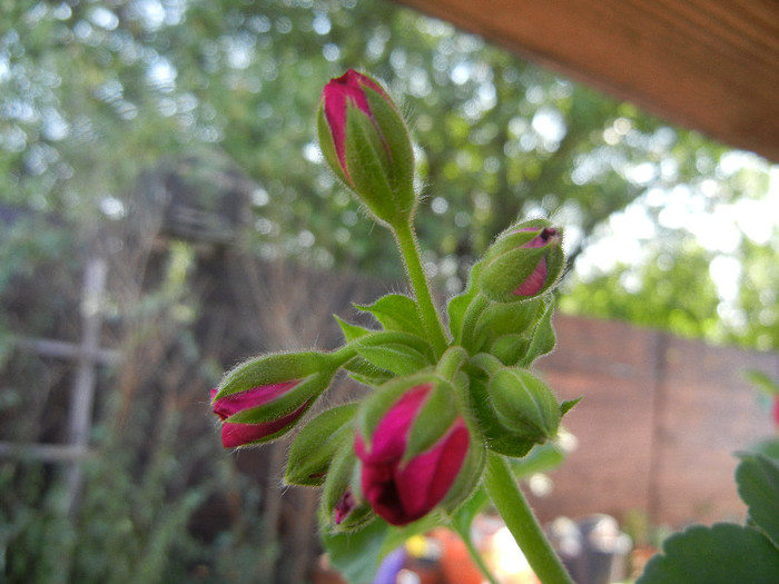 Bright Odette Geranium (2012, Sep.08) - Geranium Bright Odette