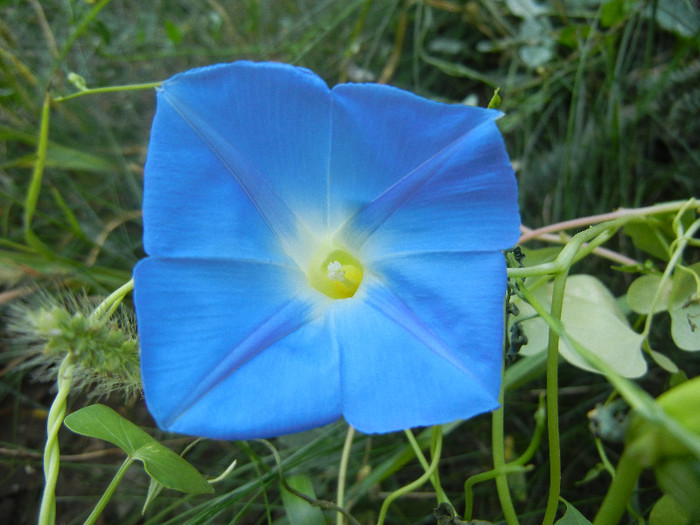 Blue Morning Glory (2012, Sep.08)