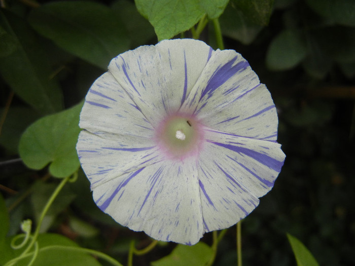 Carnevale di Venezia (2012, Sep.07)