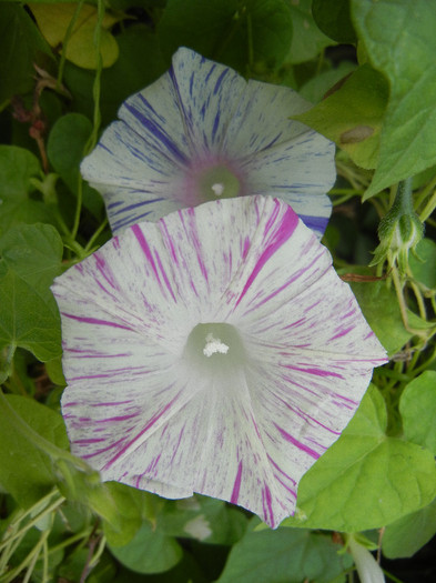 Carnevale di Venezia (2012, Sep.07)