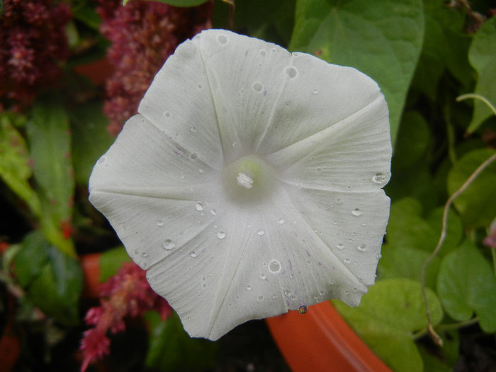 Carnevale di Venezia (2012, Sep.07)