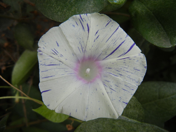 Carnevale di Venezia (2012, Sep.07)