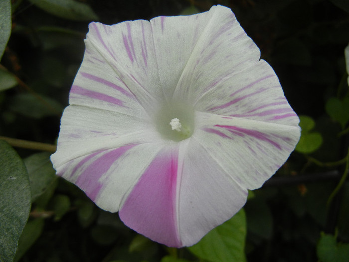 Carnevale di Venezia (2012, Sep.07)