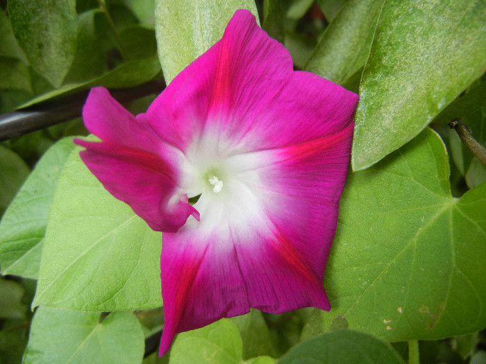 Double Pink Morning Glory (2012, Sep.06) - Double Pink Ipomoea Nil