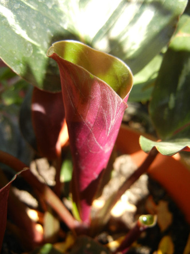 Calathea Roseopicta (2012, Sep.06) - Calathea Roseopicta