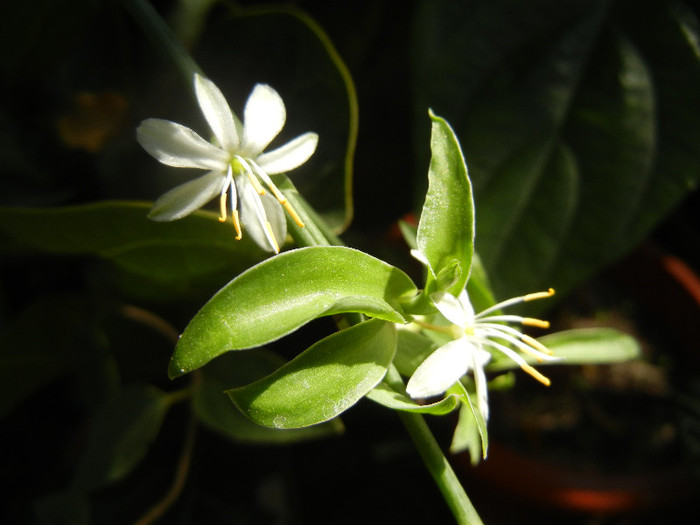 Green Spider Plant (2012, Sep.06)