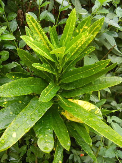 Codiaeum Spotted Leaves (2012, Sep.07)