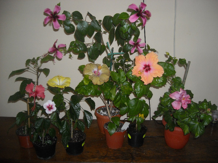 Hibiscus grup