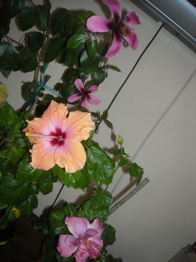 Hibiscus grup